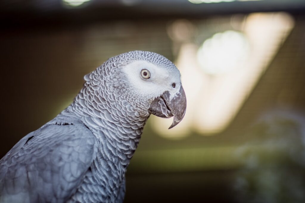 Photo African grey parrot