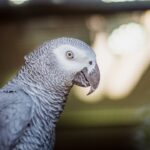 Photo African grey parrot