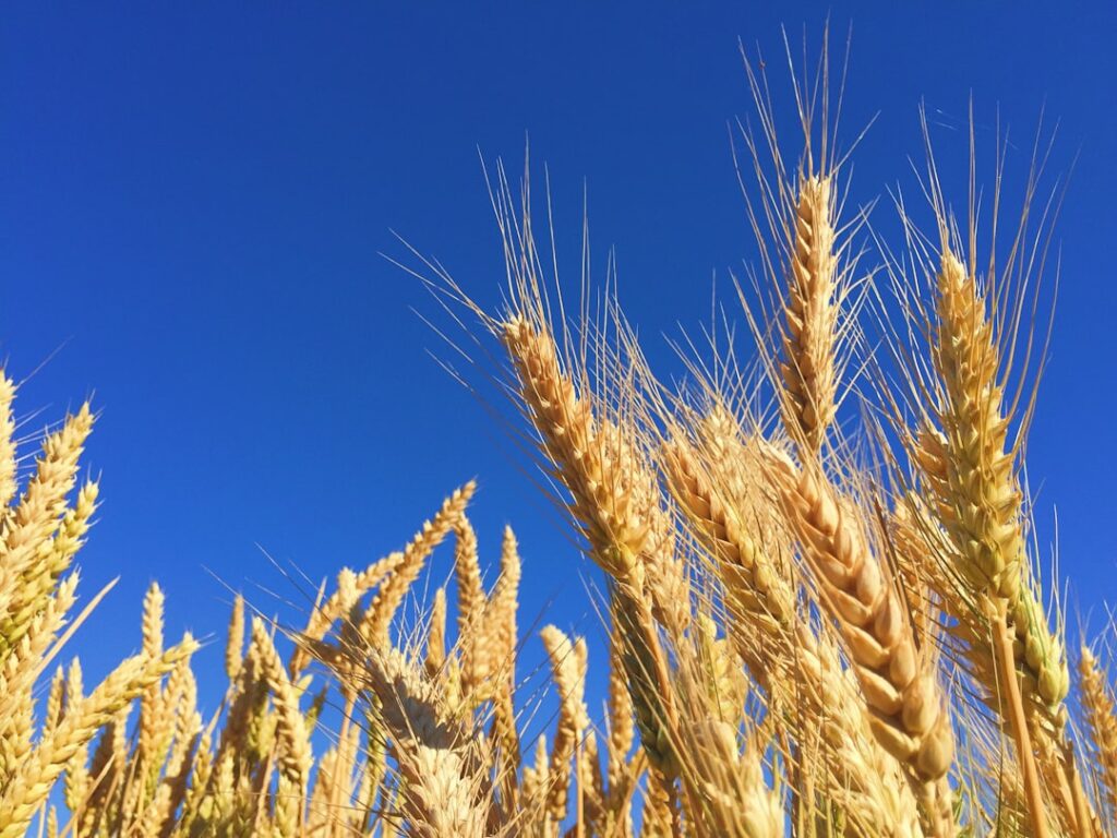 Photo Corn kernels